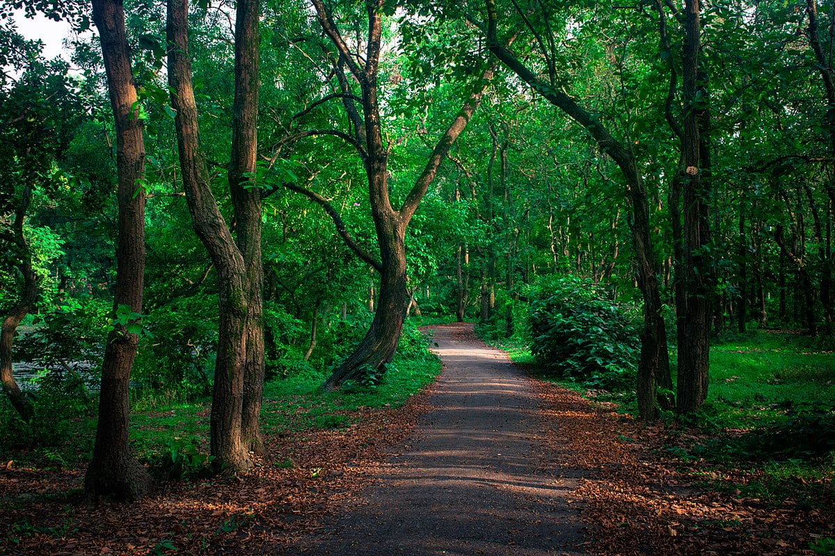 Madhupur National Park-Bangladesh