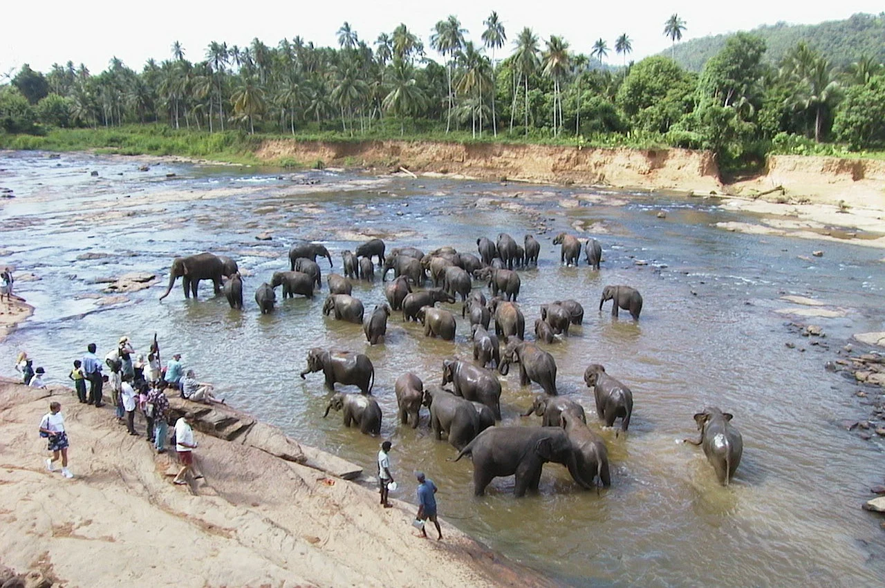 Pinnawala Elephant Orphanage Bathing – Sri Lanka