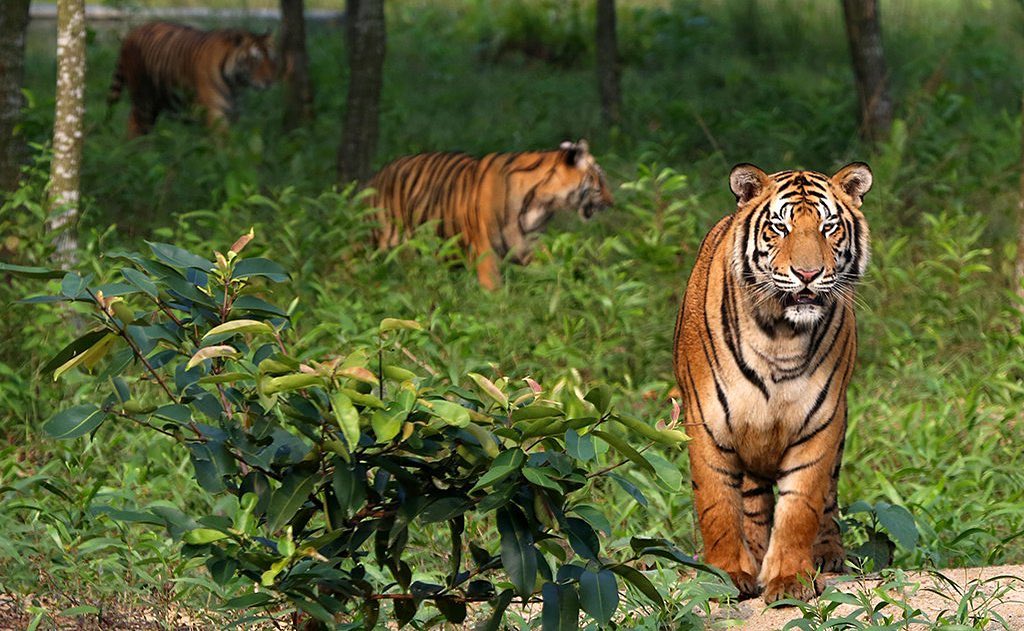 Home of the Royal Bengal Tiger – Sundarbans National Park