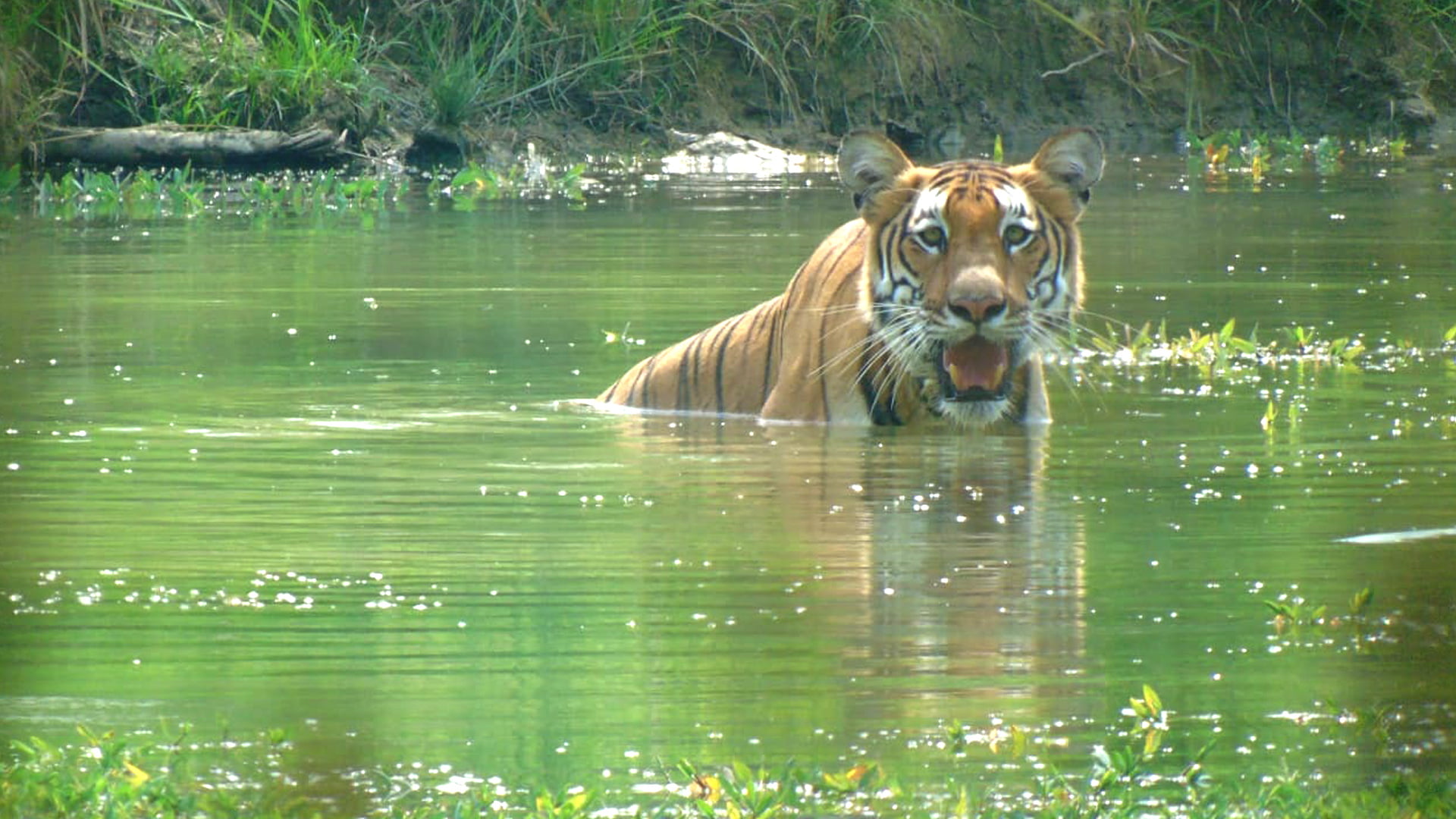 Unveiling Wildlife Safari Adventures in Nepal – Chitwan National Park