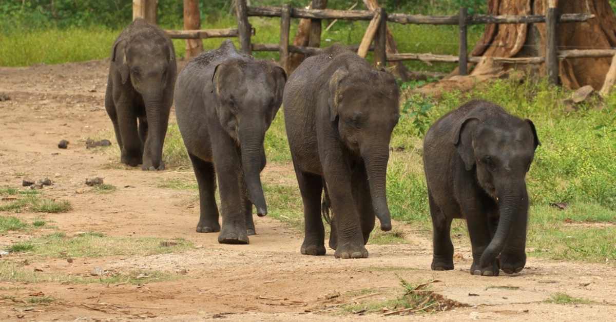 Udawalawe Elephant Transit Home i Sri Lanka