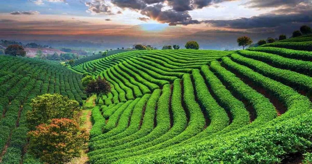 Where Nature, History, and Tea Gardens Unite – Sylhet