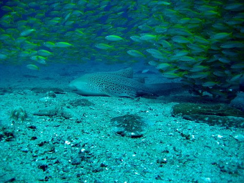 Krabi Shark Point Diving – Explore and Unleash Adventure