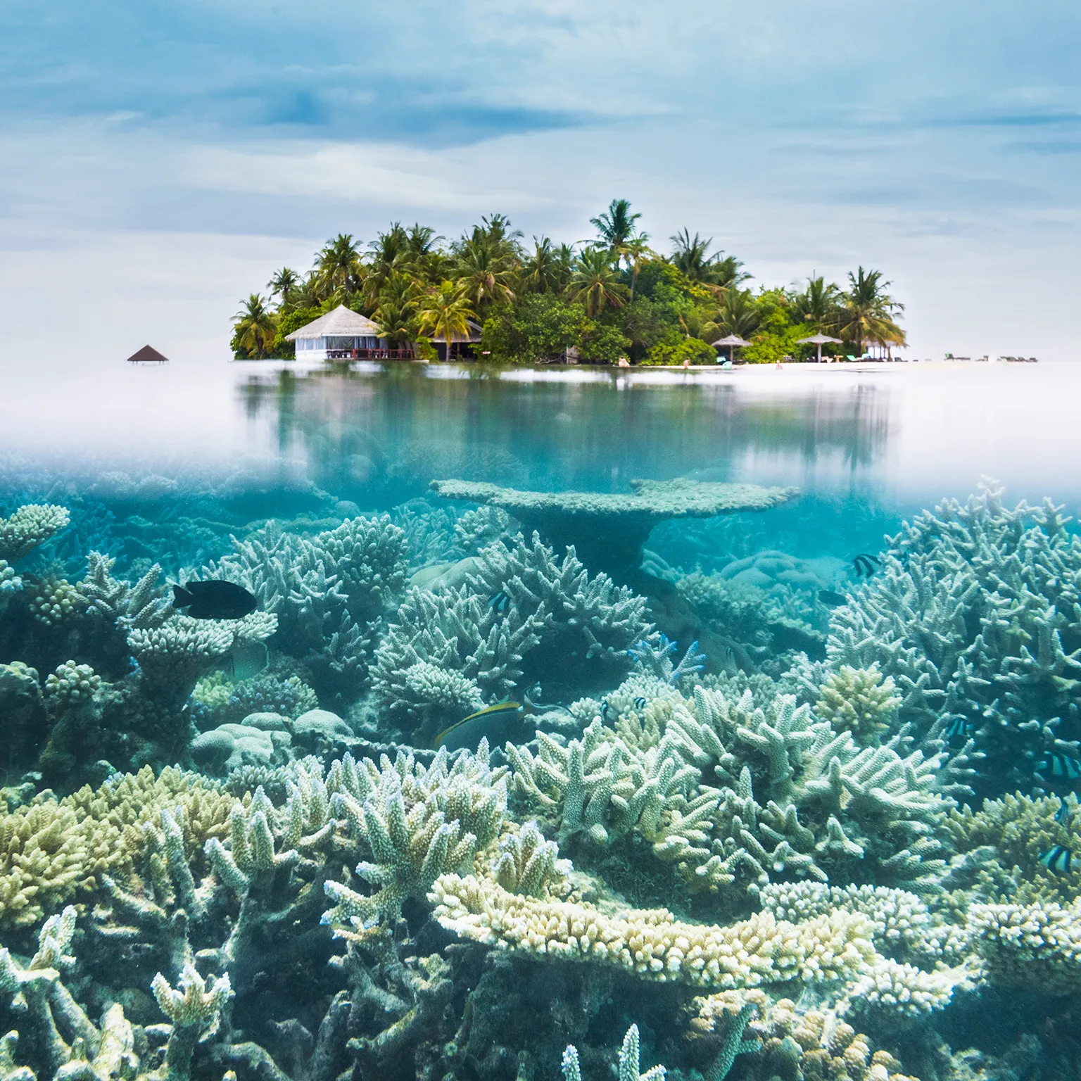 Marine Life Thailand’s Tropical Paradise – Phi Phi Islands